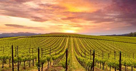 Napa and Sonoma world-class wine tour with lunch